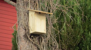 IMG_5235 Fuglekasse