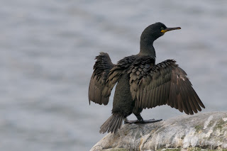 Krykkje. Foto ved Helge Thun, se http://helgethun.blogspot.no