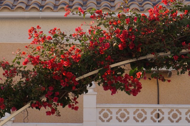  Bouganvilla i Casa Slappava 